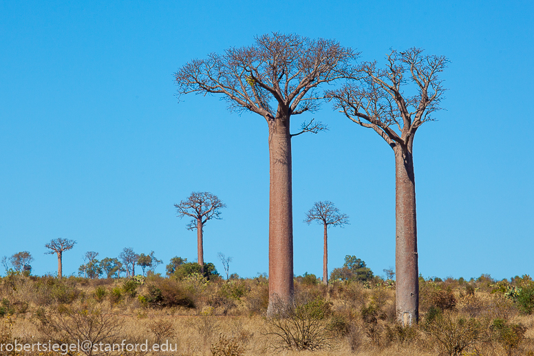 baobab